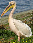 Great White Pelican