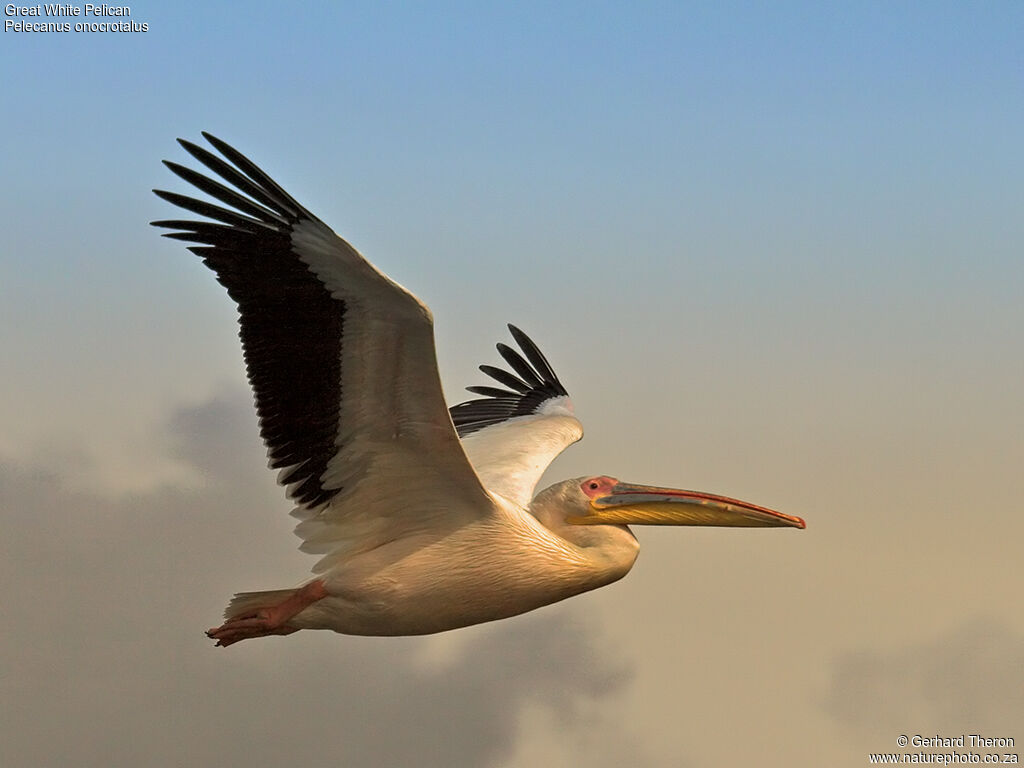 Great White Pelicanadult