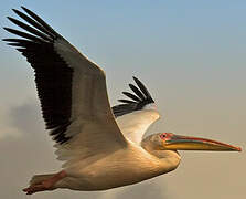 Great White Pelican