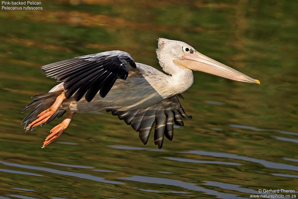 Pink-backed Pelicanadult