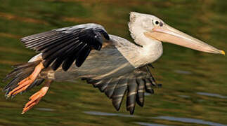 Pink-backed Pelican