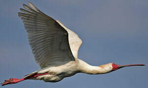 African Spoonbill