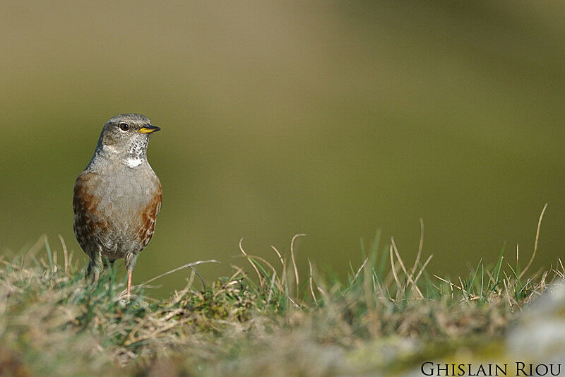 Alpine Accentor