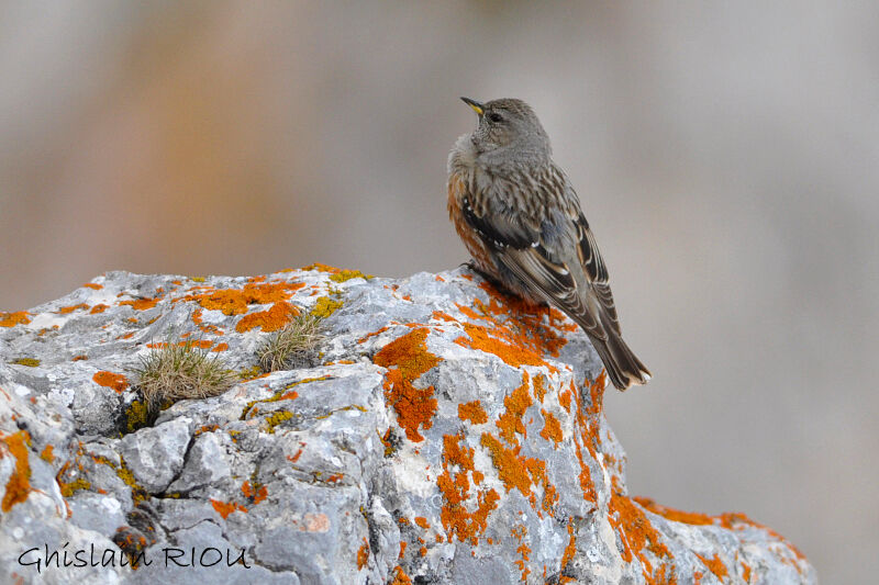 Alpine Accentor