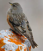 Alpine Accentor