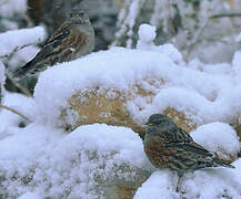 Alpine Accentor