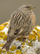 Alpine Accentor