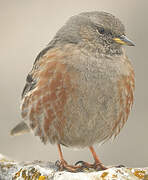 Alpine Accentor