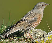 Alpine Accentor