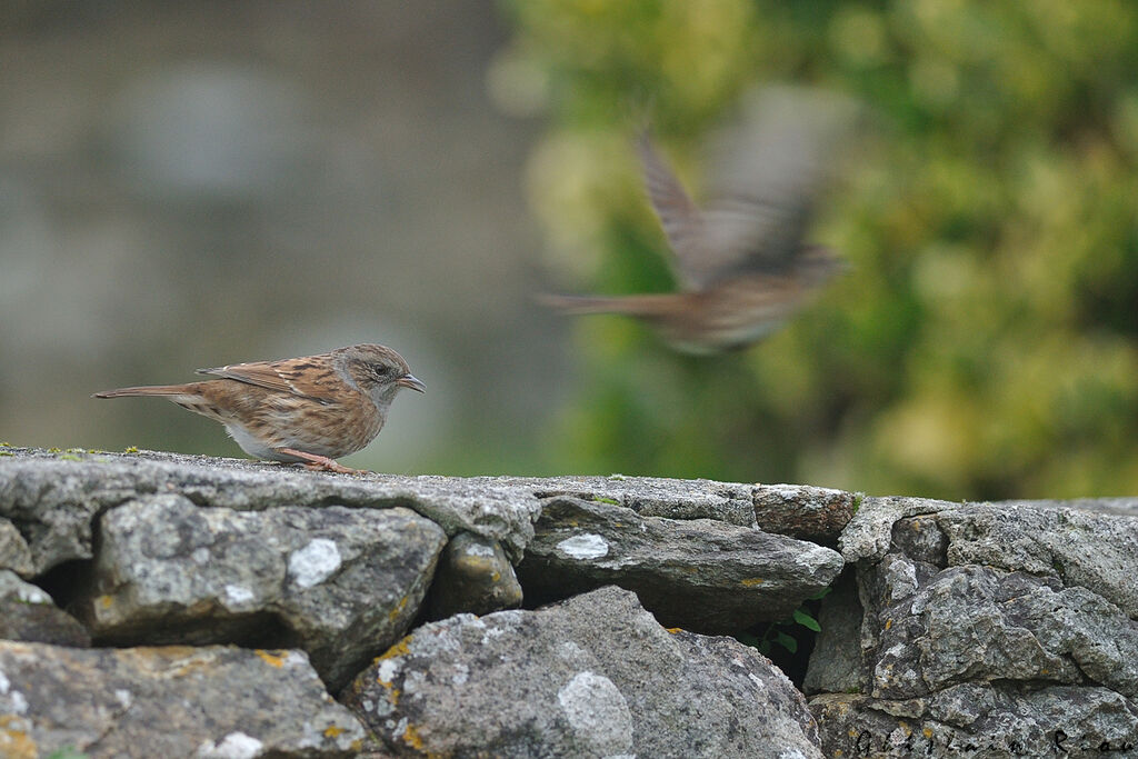 Dunnock