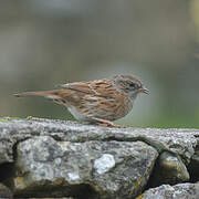 Dunnock