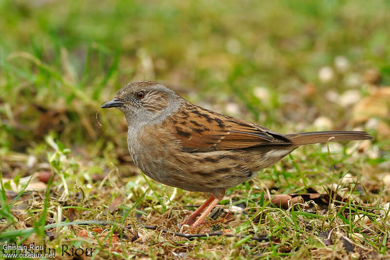 Dunnock, identification