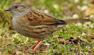 Dunnock