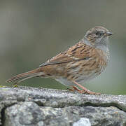 Dunnock