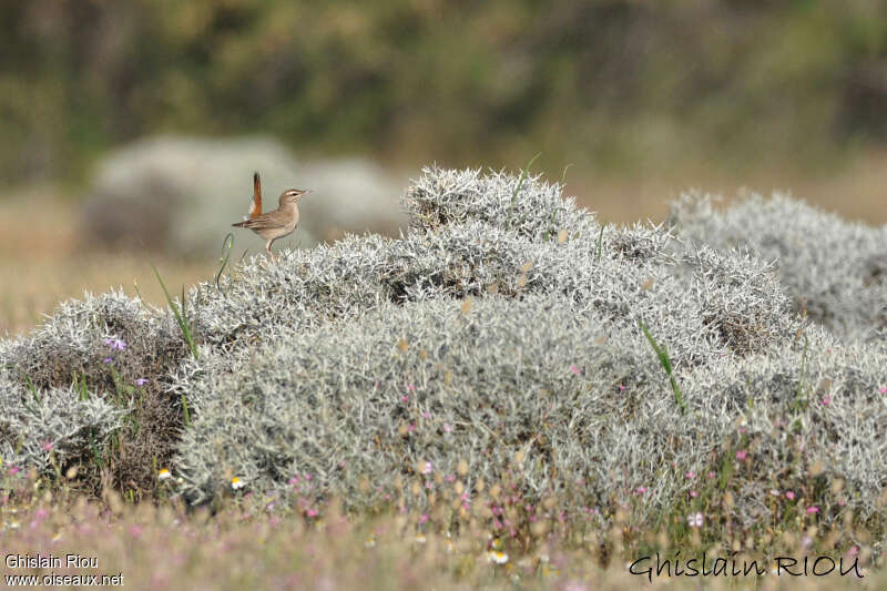 Agrobate rouxadulte, habitat, Comportement