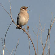 Rufous-tailed Scrub Robin