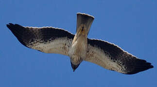 Booted Eagle