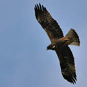 Booted Eagle