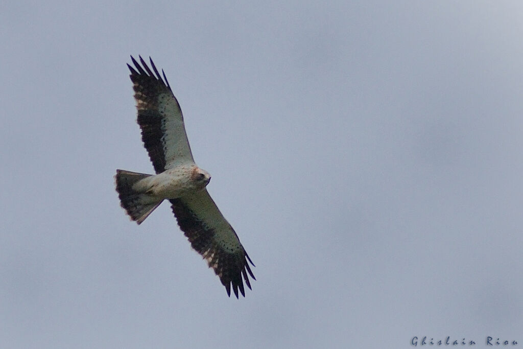 Booted Eagle