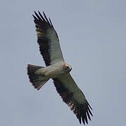 Booted Eagle