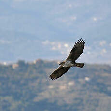 Aigle de Bonelli