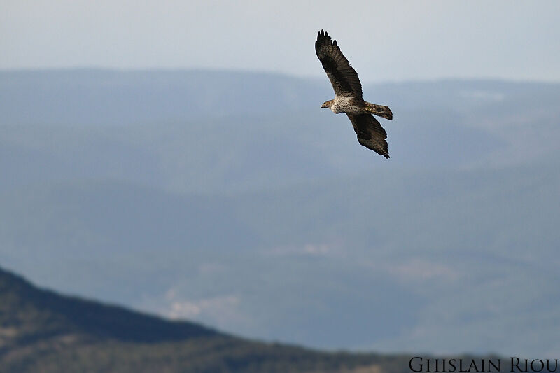 Aigle de Bonelliadulte