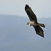 Bonelli's Eagle