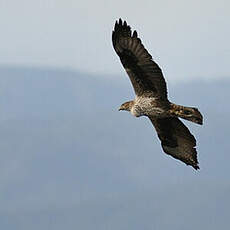 Aigle de Bonelli