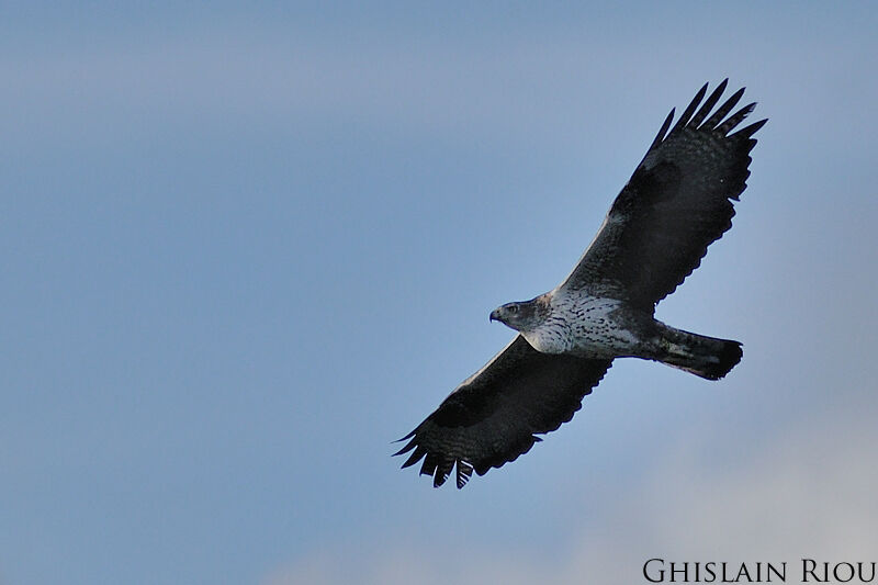 Aigle de Bonelliadulte