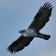 Bonelli's Eagle