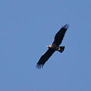 Spanish Imperial Eagle