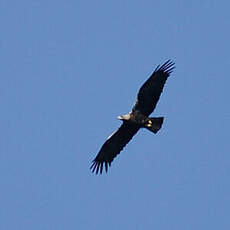 Aigle ibérique