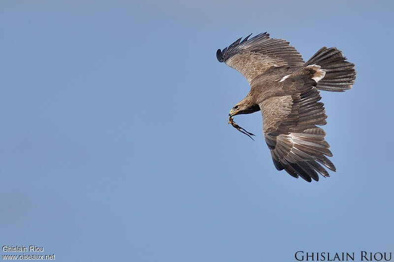 Aigle pomarinadulte, identification