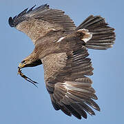 Lesser Spotted Eagle