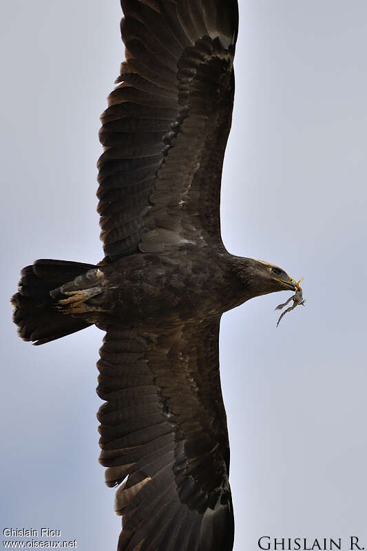 Aigle pomarinadulte, régime