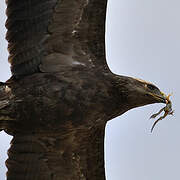 Aigle pomarin