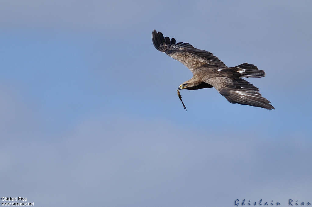 Aigle pomarinadulte, pêche/chasse