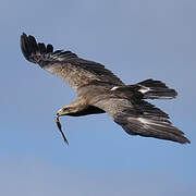 Lesser Spotted Eagle