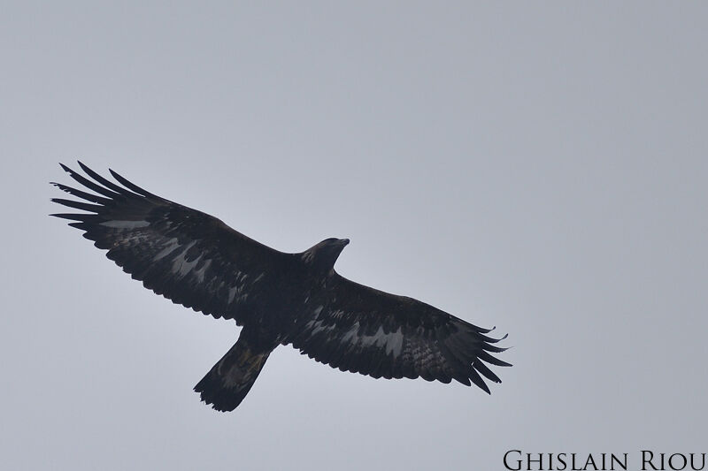 Golden Eagle