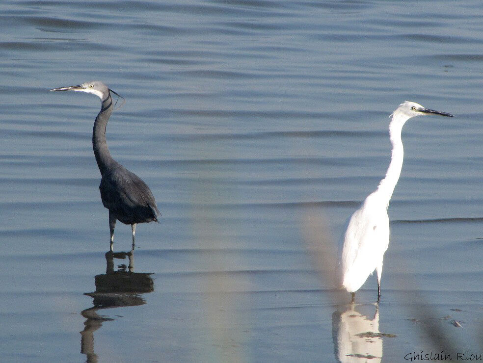 Western Reef Heron