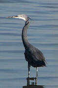 Western Reef Heron