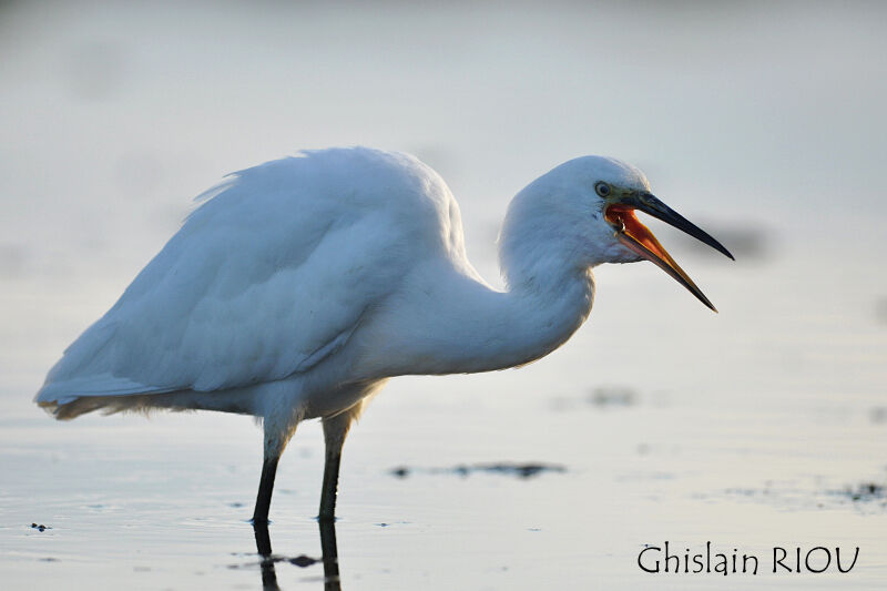 Aigrette garzette