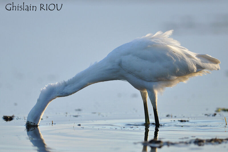 Aigrette garzette