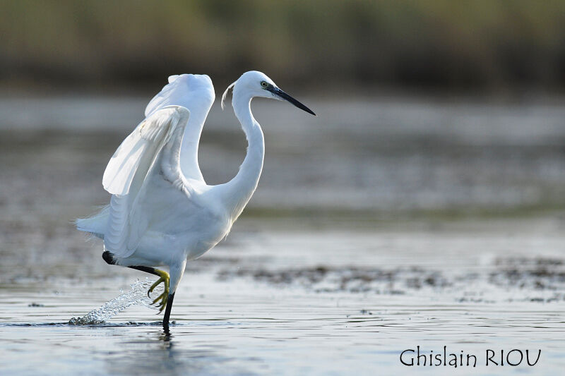 Aigrette garzette