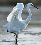 Aigrette garzette