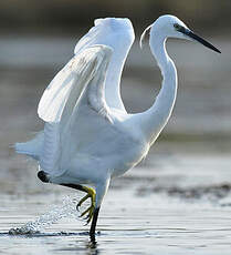 Aigrette garzette