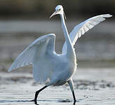 Aigrette garzette