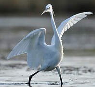 Little Egret