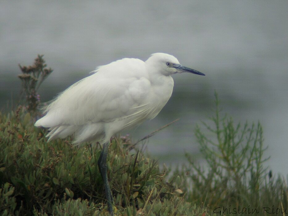 Little Egret