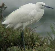 Little Egret